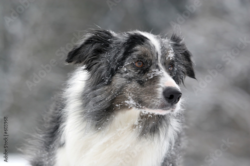 bluemerle border collie bluemerle border collie