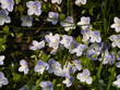 blumenteppich