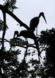 yellow storks in a tree