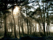 misty wood