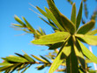 olive branch