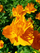 orange peonies