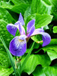 iris with hostas