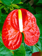 tail flower
