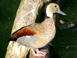 ringed teal