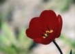 red love
