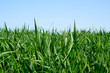 champ d'herbe