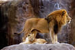 animal - african lion (panthera leo krugeri)