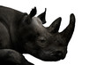 animals - rhinoceros (ceratotherium simum)