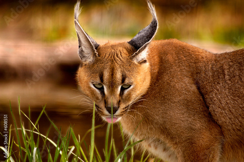 animal - caracal (caracal caracal caracal)
