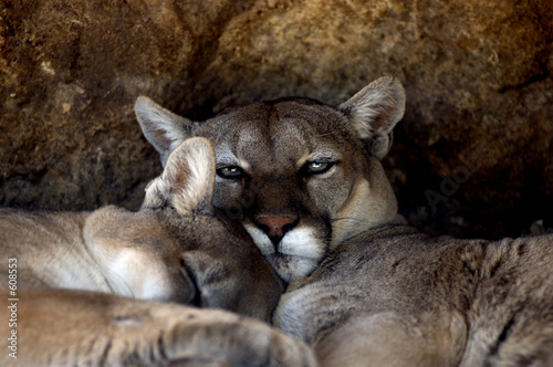 animal - cougar (puma concolor stayleyanan) animal - cougar (puma concolor stayleyanan)