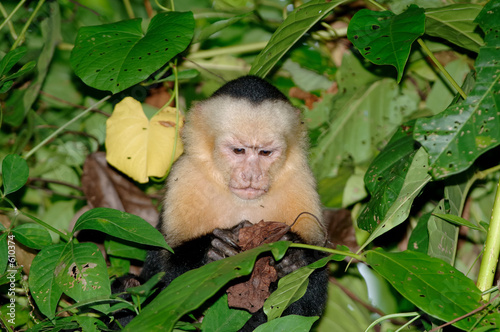 capucin, capucino singe