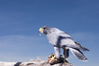 Photo: falcon feeding falcon feeding