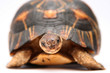 tortue tortue