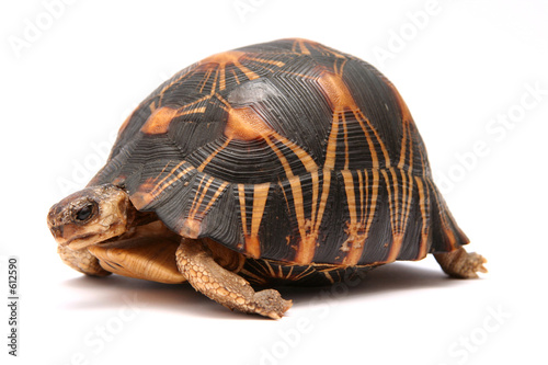 tortue tortue