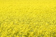 horizon jaune
