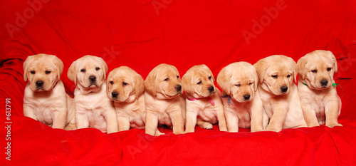 Photo: puppies puppies