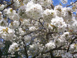 spring blossom spring blossom