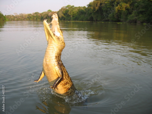saut du caiman