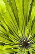 green plant green plant
