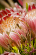 limestone sugarbush flowers limestone sugarbush flowers