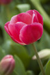 red tulip red tulip