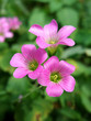wild flowers wild flowers