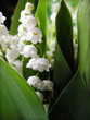 Photo: muguet muguet
