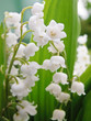 Photo: muguet muguet
