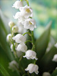 muguet