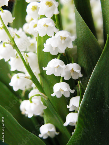 Photo: muguet muguet