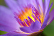 water lily water lily