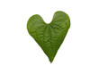 green leaf heart