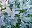 crocus sativus