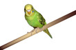 perched parakeet