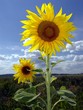 two sunflowers