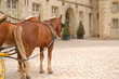 chevaux du chateau de fontainebleau
