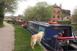narrowboats & dogs narrowboats & dogs