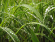 Quadro grass and dew
