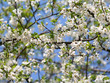 spring flowers