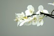 orchidée