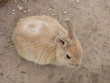 bunny