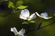 dogwood blossoms