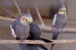 cockatiel cockatiel