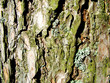 tree bark