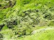 lichen encrusted rock