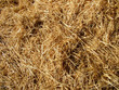golden straw