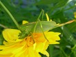 grasshopper
