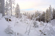 weihnachten - verschneite waldlandschaft