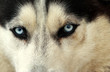 husky
